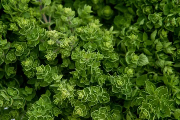 Oregano